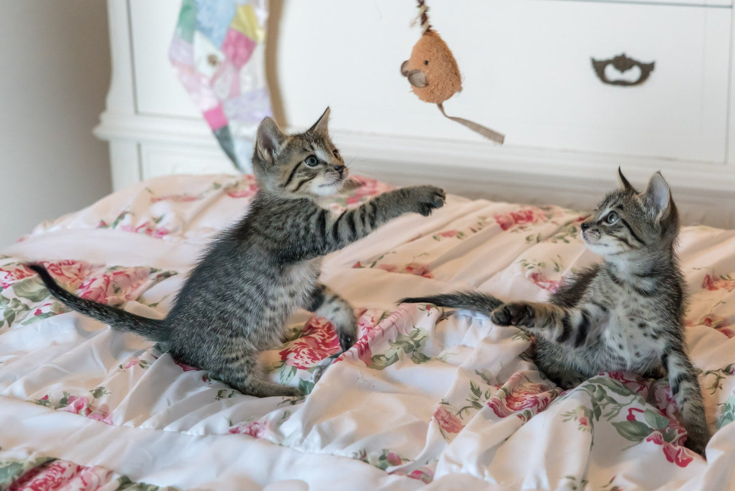 Pet Toys